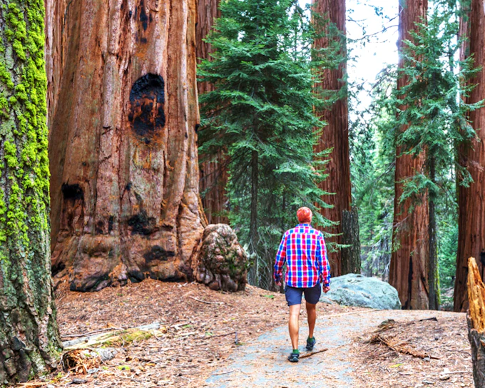 From San Francisco: Alcatraz, Muir Woods, & Sausalito Day Trip