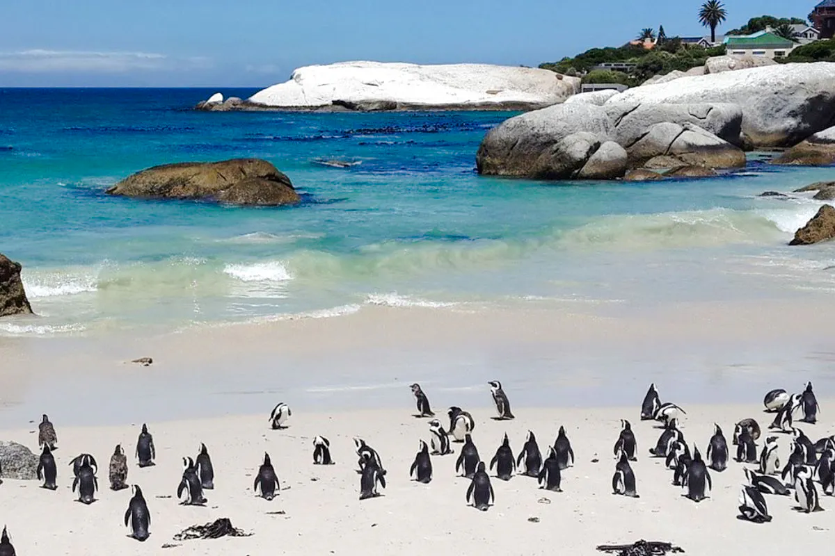 saindo da cidade do cabo: tour ao cabo da boa esperança e ao cape point com os pinguins da praia de boulders-1