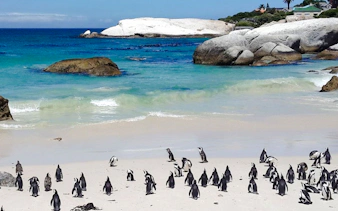 da città del capo: tour del capo di buona speranza e di cape point con i pinguini di boulders beach-1