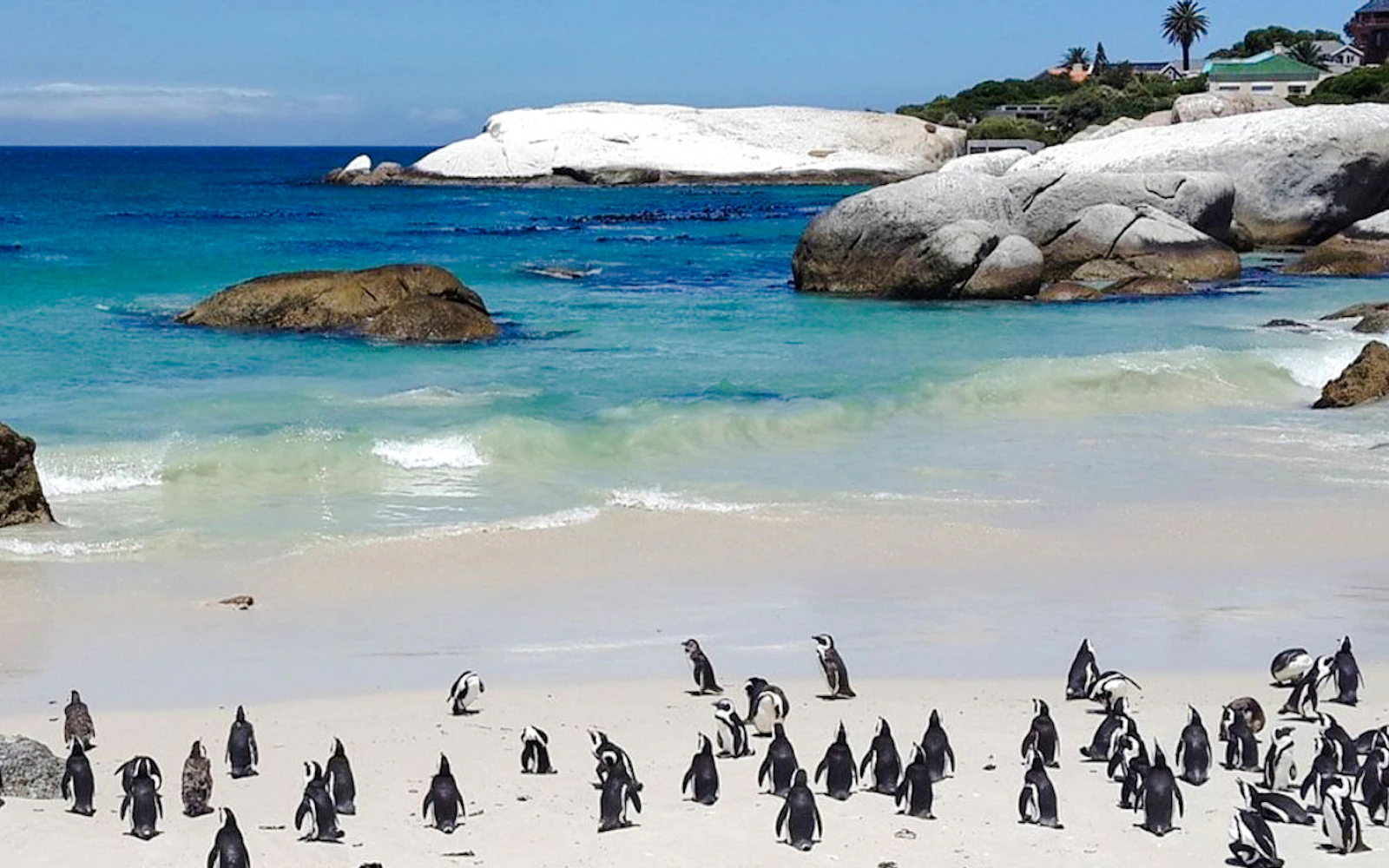 From Cape Town: Cape of Good Hope and Cape Point Tour with Boulders Beach Penguins