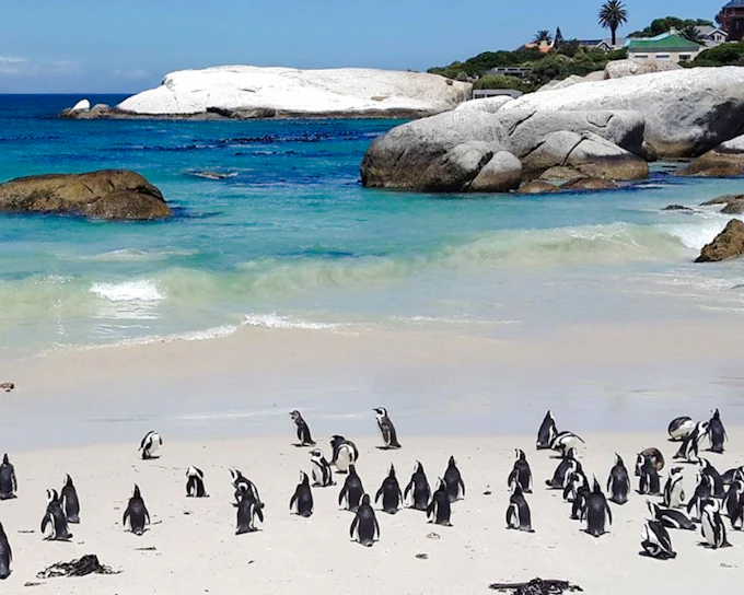 From Cape Town: Cape of Good Hope and Cape Point Tour with Boulders Beach Penguins