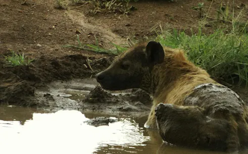 Hyena resting in a muddy waterhole in Ngorongoro Crater, part of a 7-day Northern Circuit Safari.