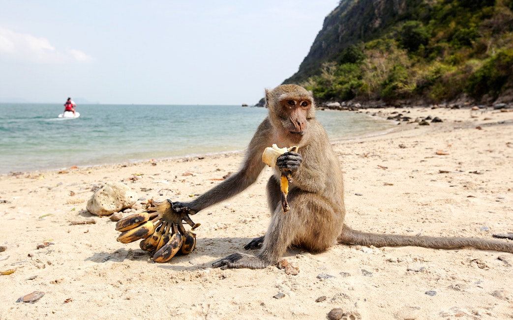 Monkey eating banana on a sandy beach with ocean and jet ski in the background.