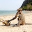 Monkey Beach