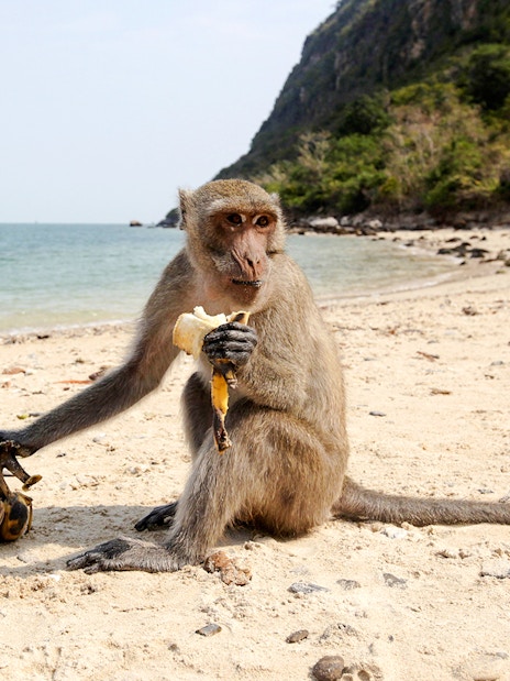 Monkey eating banana on a sandy beach with ocean and jet ski in the background.