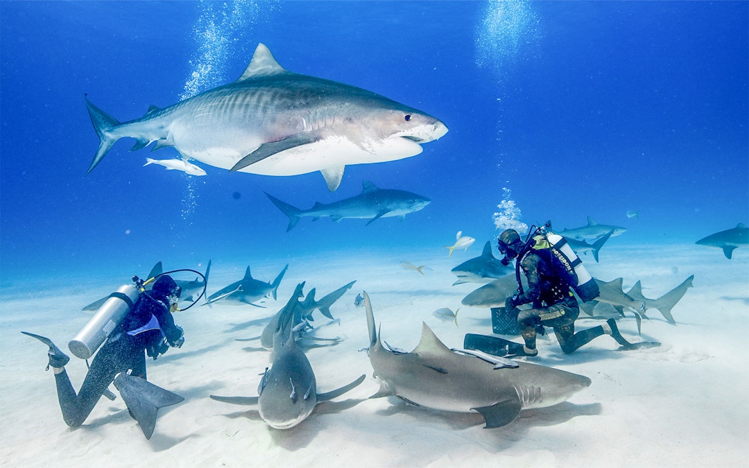 تذاكر برواز دبي