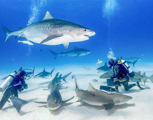 acuario y zoo submarino de dubai