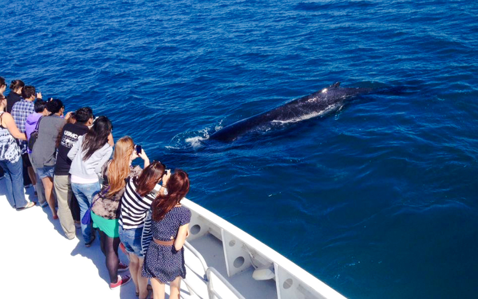 Tourists on a boat watch a humpback whale in the ocean.