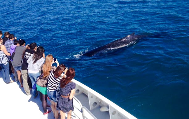 Tourists on a boat watch a humpback whale in the ocean.