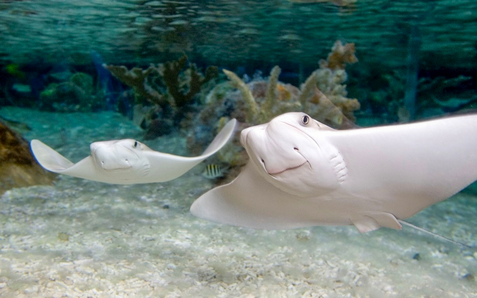 Rays swimming at Aquario