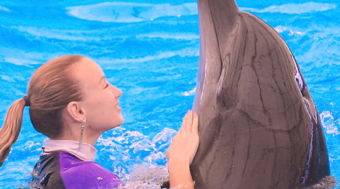 Person interacting with a dolphin at Dolphinarium Pattaya.