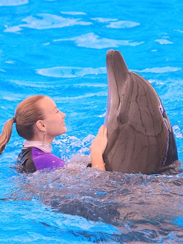 Person interacting with a dolphin at Dolphinarium Pattaya.