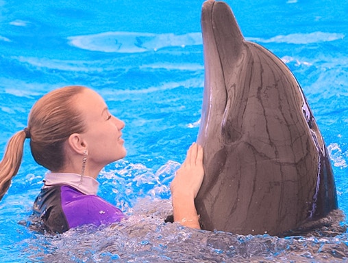 Person interacting with a dolphin at Dolphinarium Pattaya.