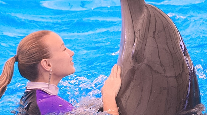Person interacting with a dolphin at Dolphinarium Pattaya.