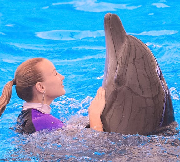 Person interacting with a dolphin at Dolphinarium Pattaya.