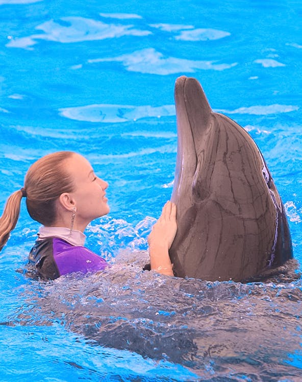 Person interacting with a dolphin at Dolphinarium Pattaya.