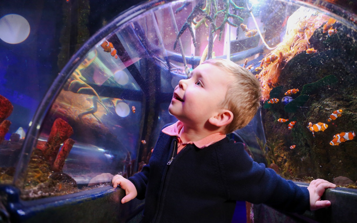 Child observing clownfish in an aquarium tunnel at SEA Life Manchester.
