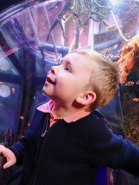 Child observing clownfish in an aquarium tunnel at SEA Life Manchester.