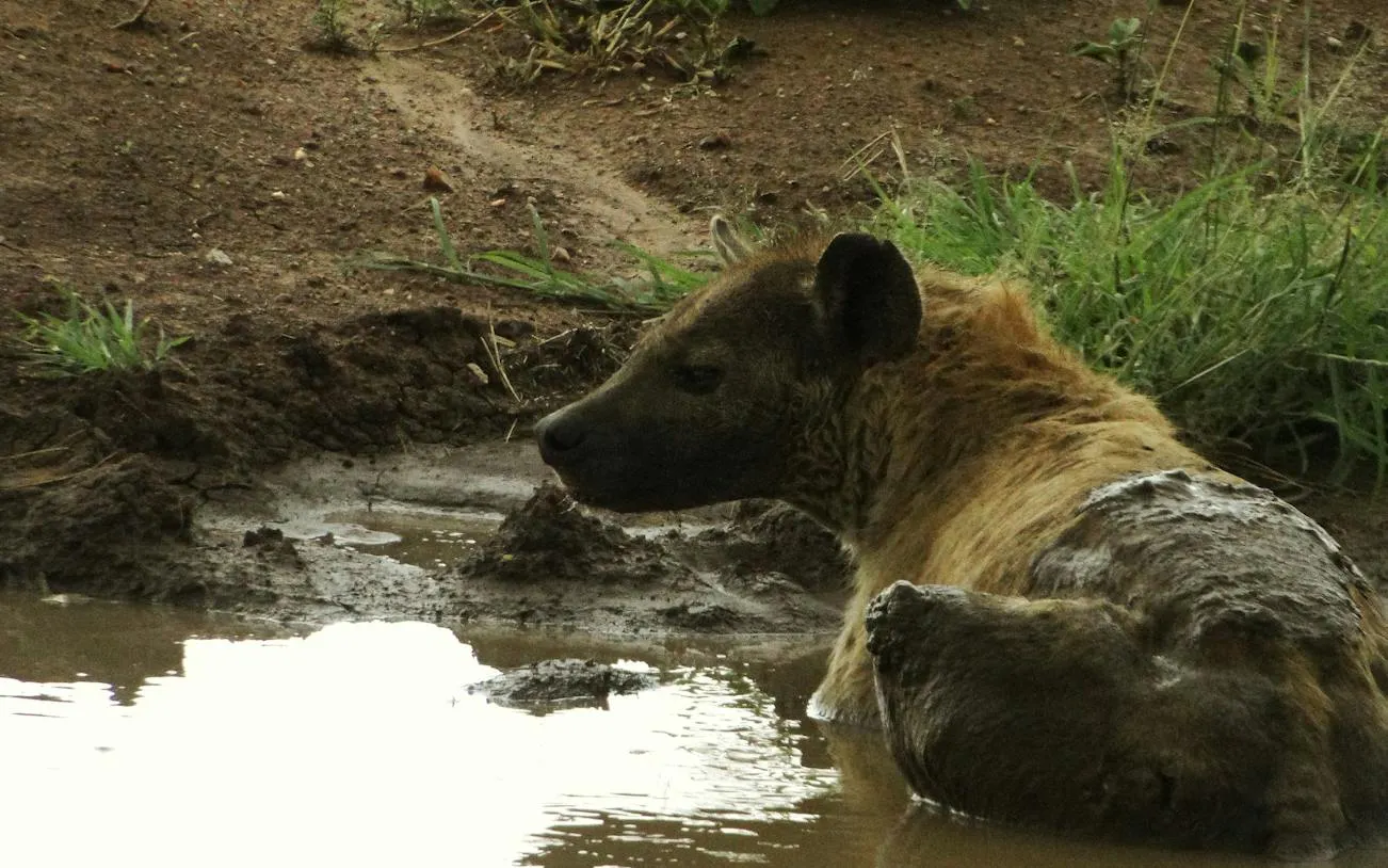 Hyena resting in a muddy waterhole, Ngorongoro Crater Safari, Tanzania.