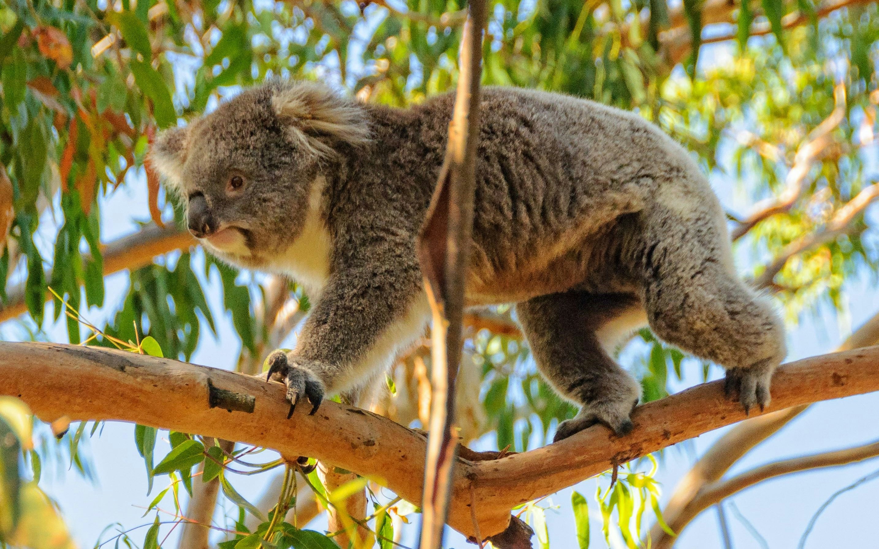Koala climbing a eucalyptus tree, part of Puffing Billy Steam Train & Penguin Parade Day Tour, Melbourne.