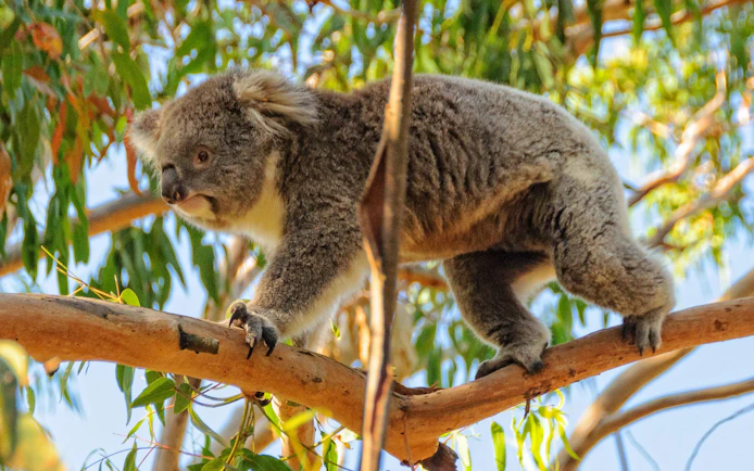 Koala climbing a eucalyptus tree, part of Puffing Billy Steam Train & Penguin Parade Day Tour, Melbourne.