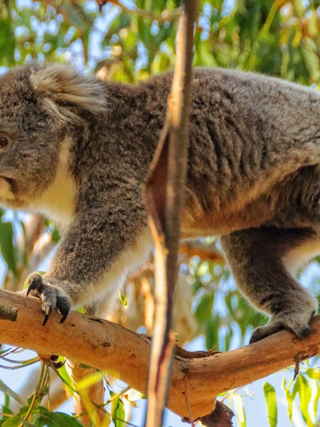 Koala climbing a eucalyptus tree, part of Puffing Billy Steam Train & Penguin Parade Day Tour, Melbourne.