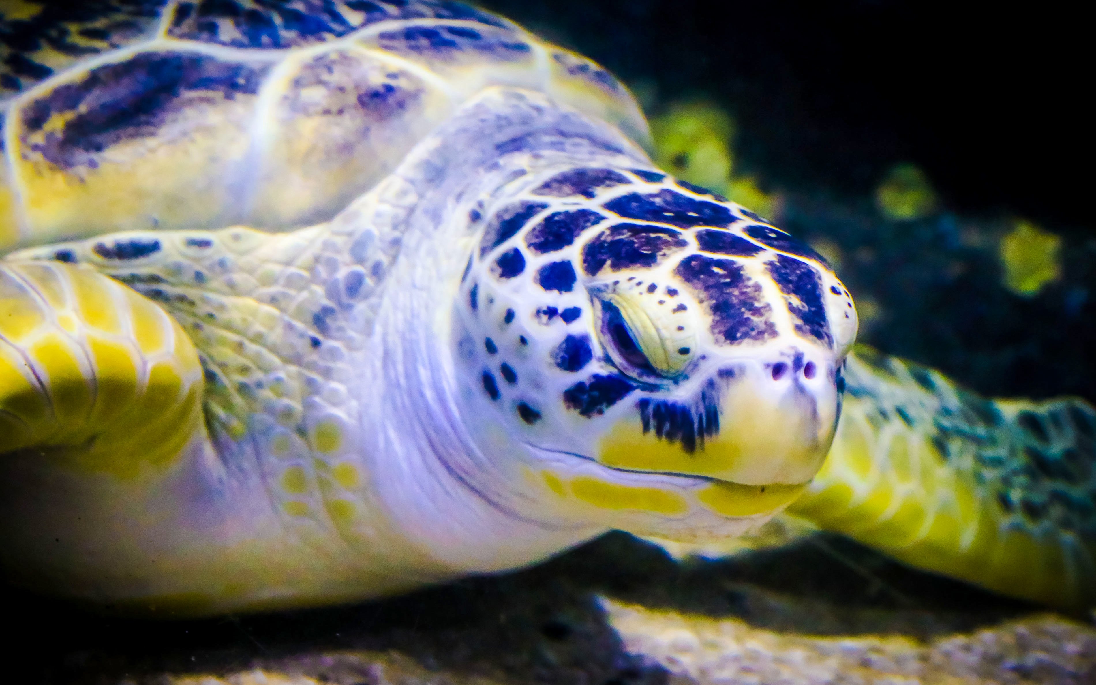 Turtle swimming at SEA Life Birmingham aquarium.