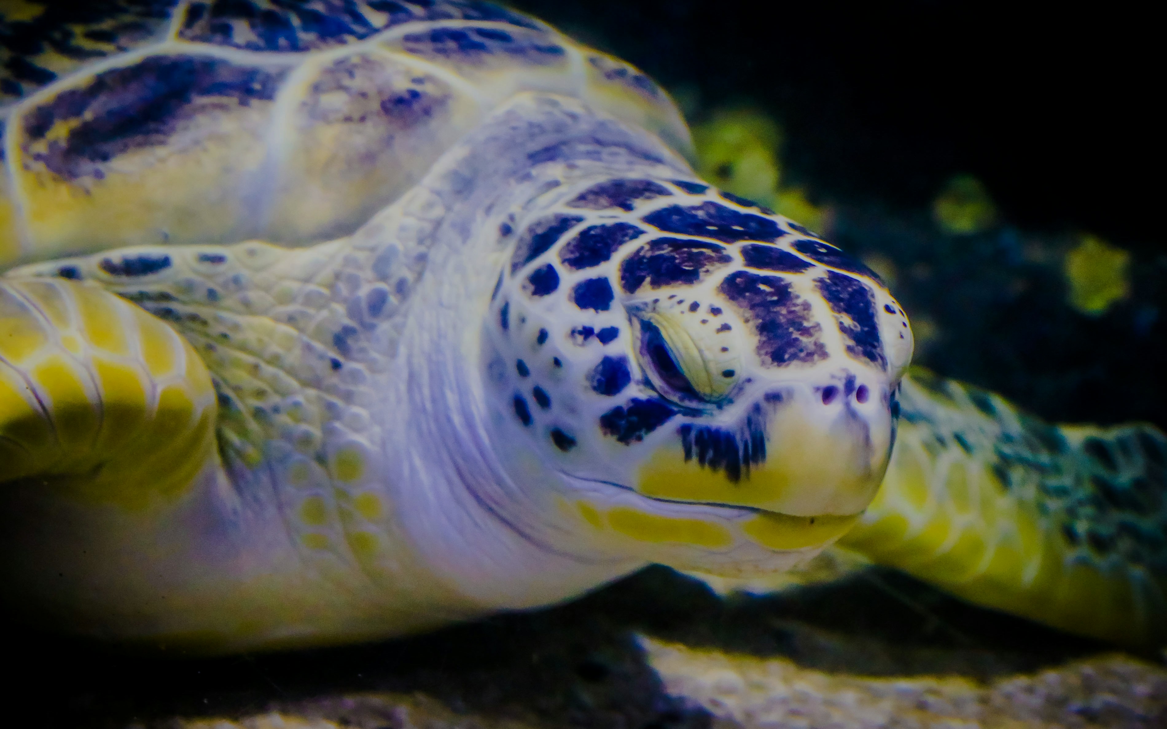 Turtle swimming at SEA Life Birmingham aquarium.