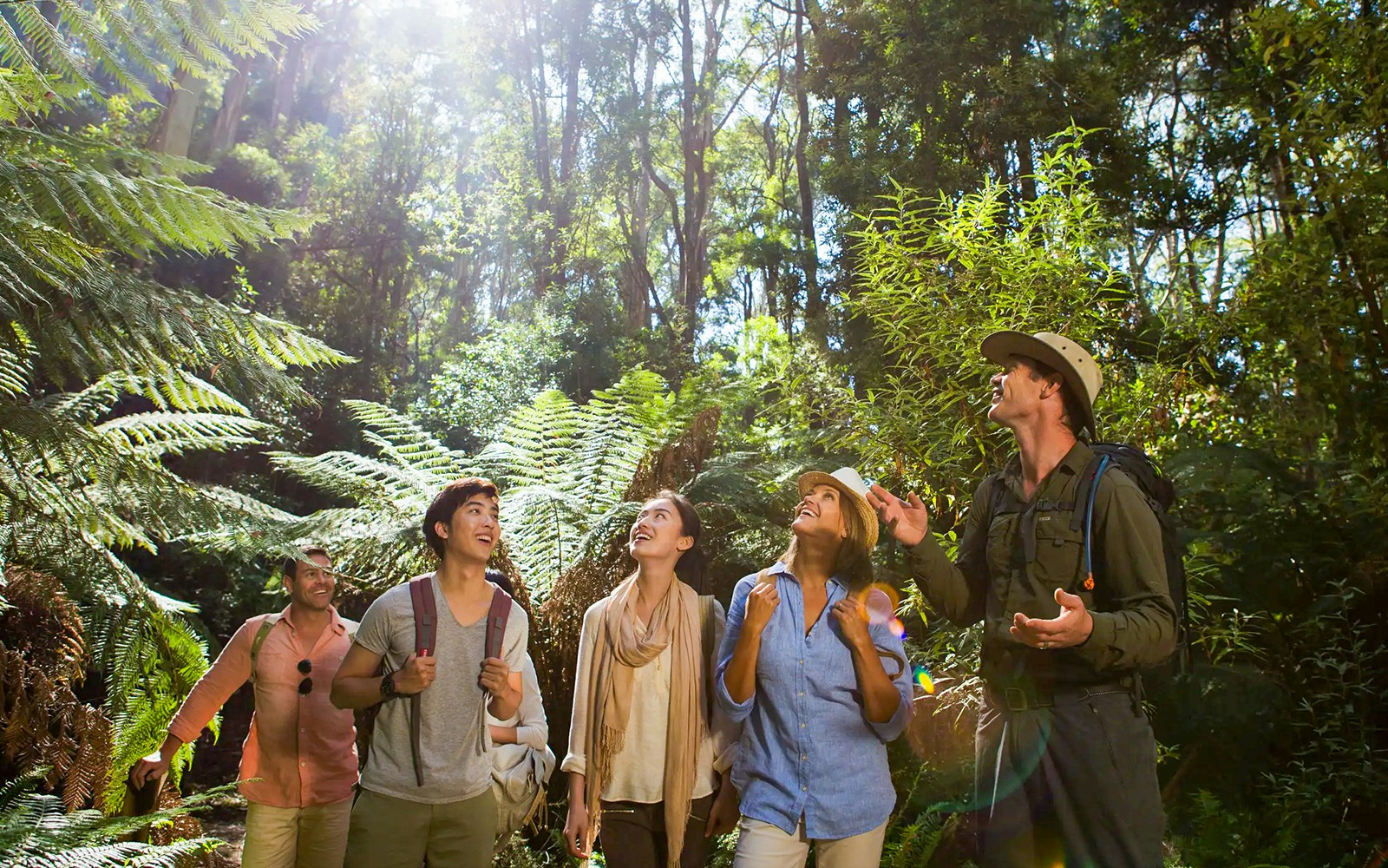 Guided walk through Great Otway National Park along the scenic Great Ocean Road.