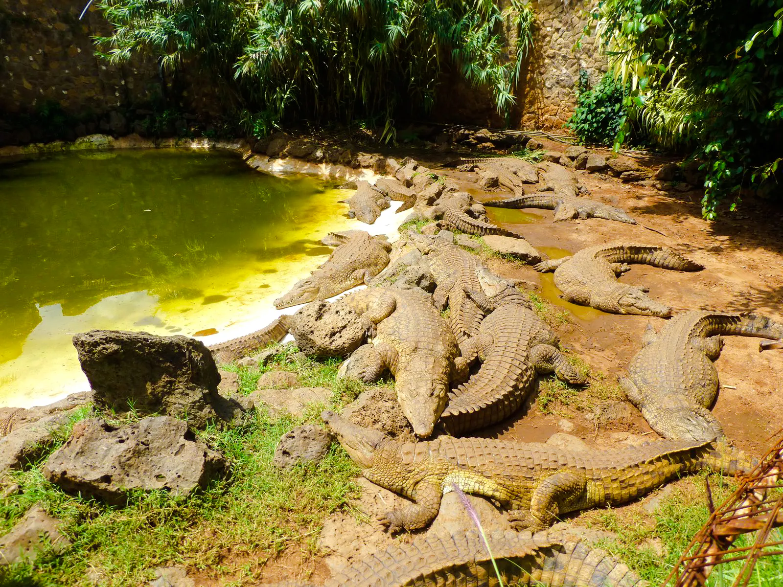 Crocodiles basking near a pond at Mamba Village Crocodile Farm, Nairobi.