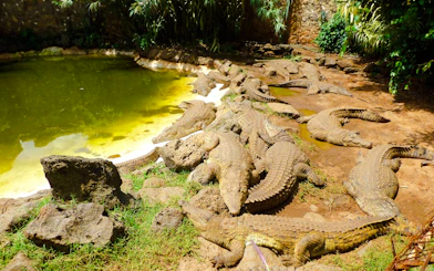 Crocodiles basking near a pond at Mamba Village Crocodile Farm, Nairobi.