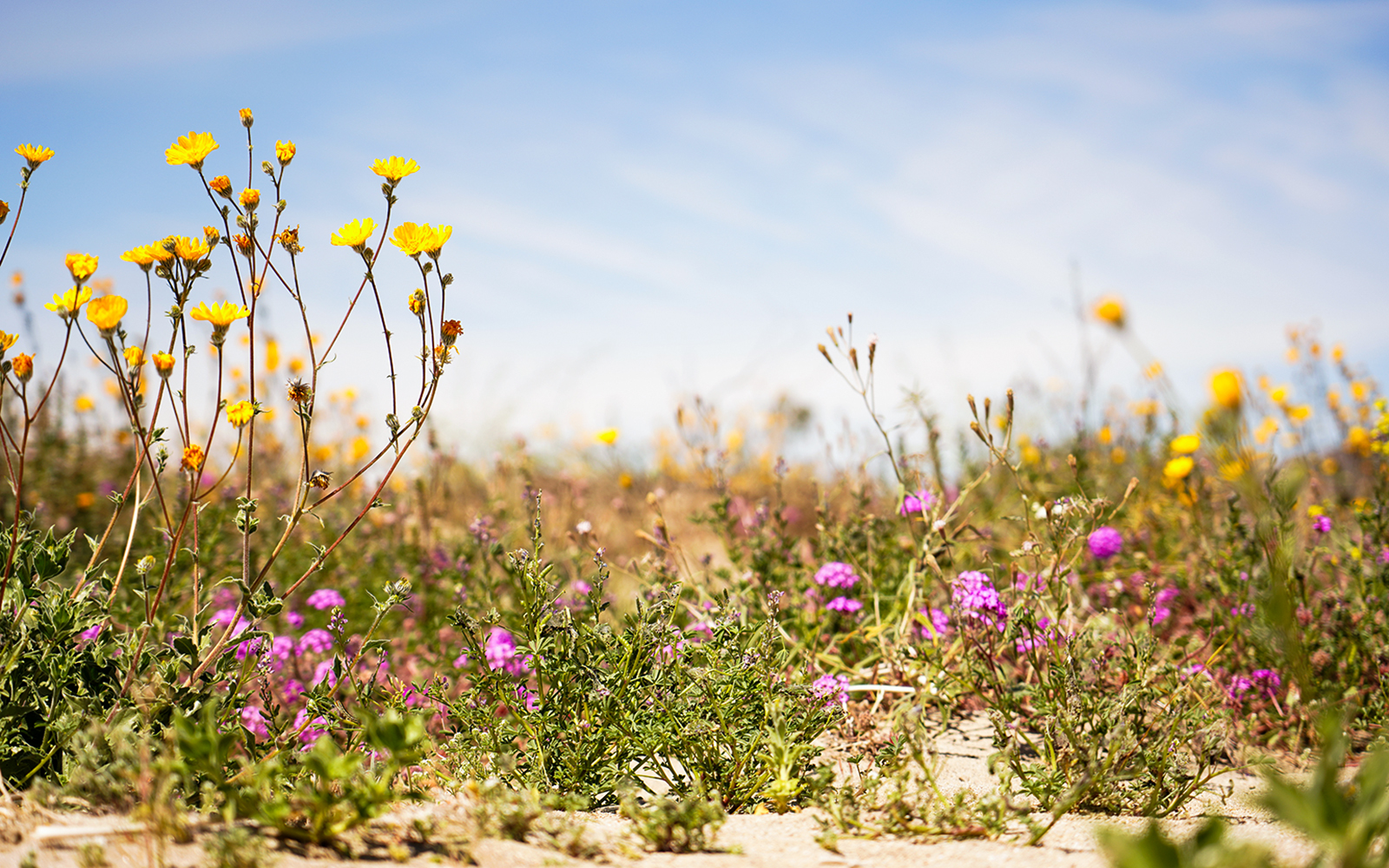Desert wildflowers in bloom at Pinnacles National Park.