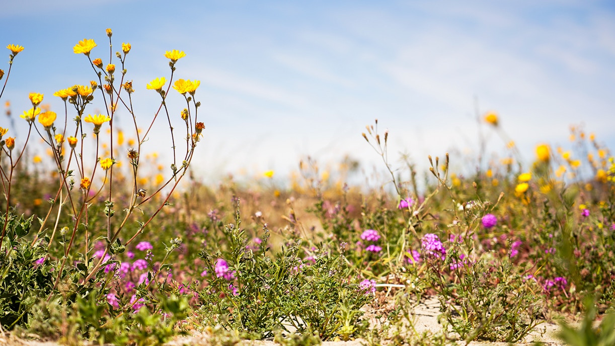 Desert wildflowers in bloom at Pinnacles National Park.