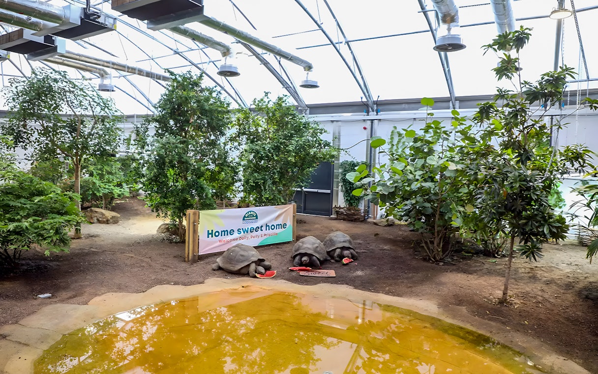 Tortoises eating watermelon in a greenhouse at London Zoo.