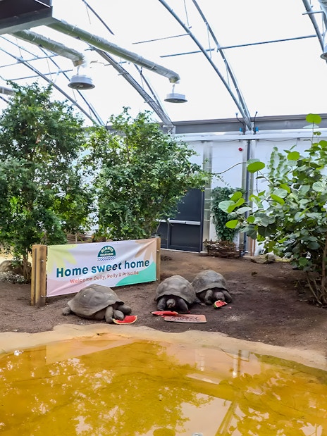 Tortoises eating watermelon in a greenhouse at London Zoo.