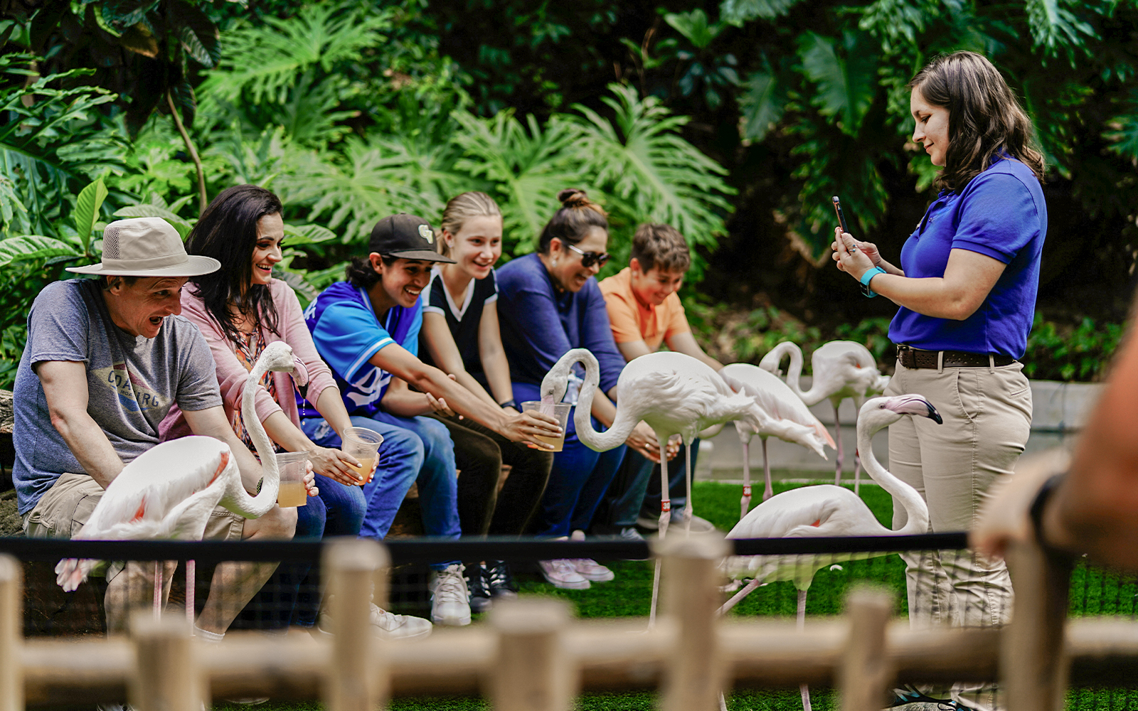 Tourists feeding flamingos at Madrid zoo.