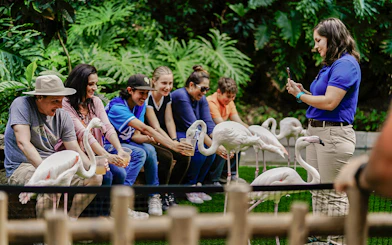 Tourists feeding flamingos at Madrid zoo.