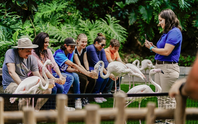 Tourists feeding flamingos at Madrid zoo.