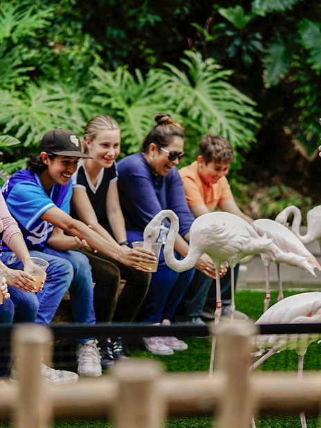 Tourists feeding flamingos at Madrid zoo.