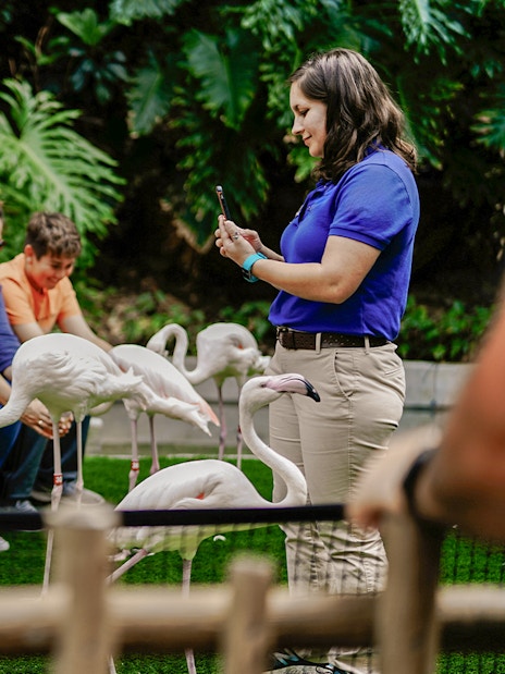 Tourists feeding flamingos at Madrid zoo.