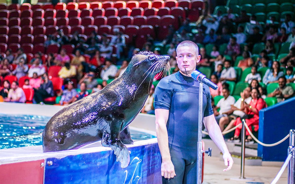 dubai dolphinarium tickets: dolphin & seal show-3 dubai dolphinarium tickets: dolphin & seal show-3