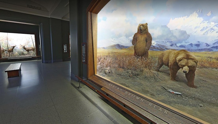 Hall of North American Mammals exhibit at the American Museum of Natural History, New York City.