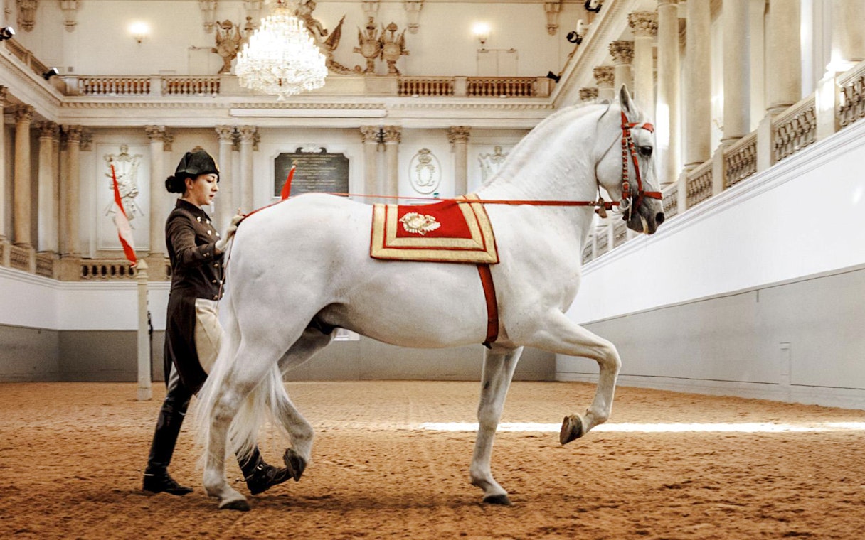 Lipizzaner horse performing at the Spanish Riding School, Vienna.