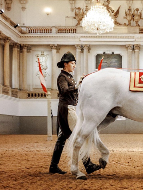 Lipizzaner horse performing at the Spanish Riding School, Vienna.