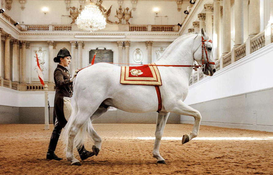Lipizzaner horse performing at the Spanish Riding School, Vienna.