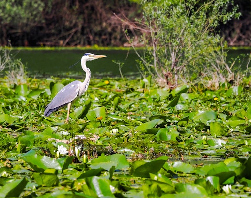 Grey heron standing among water lilies at Skadar Lake, Montenegro.
