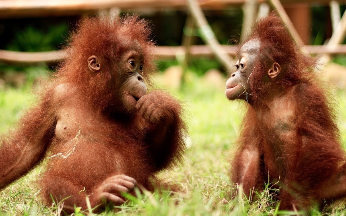 Young orangutans interacting at Lombok Wildlife Park.