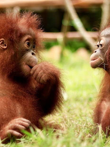 Young orangutans interacting at Lombok Wildlife Park.