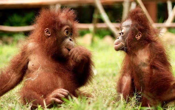 Young orangutans interacting at Lombok Wildlife Park.