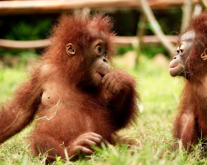 Lombok Wildlife Park Tickets with Orangutan Interaction & Elephant Bath Fun